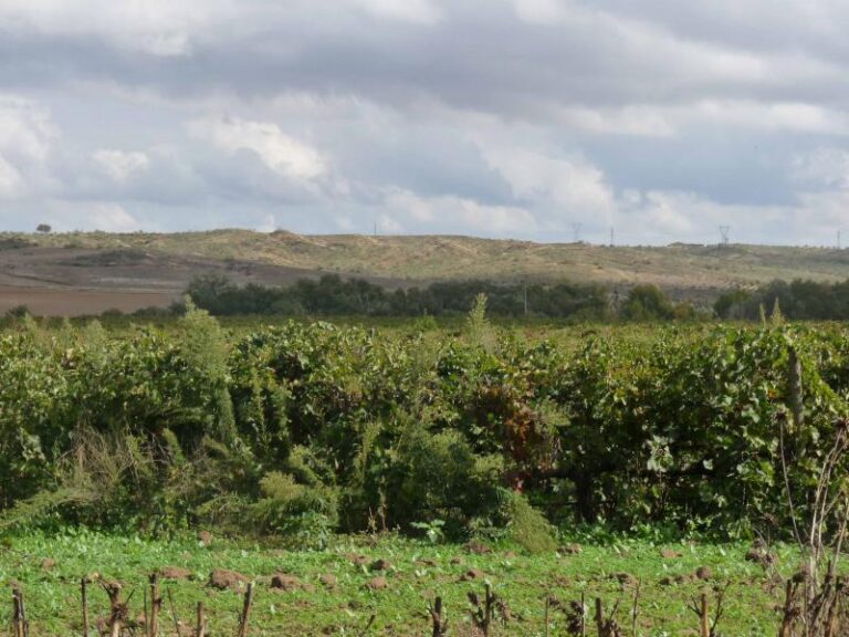 ASAJA CLM exige a las Administraciones una línea de reestructuración de viñedo adaptada a las necesidades de los viticultores