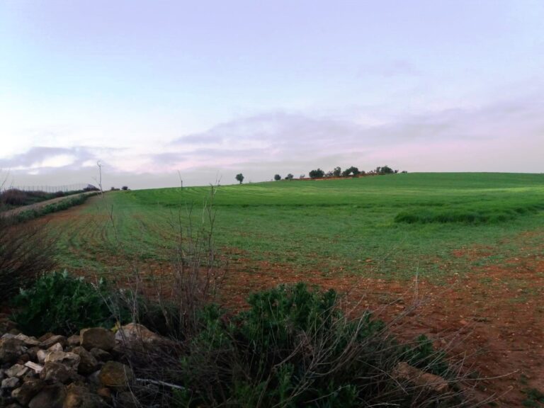 Asaja CLM pide medidas especiales ante el incremento de conejos en las explotaciones agrarias
