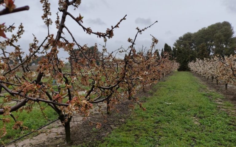 Asaja Alicante estima las pérdidas para los agricultores en 22 millones de euros por la helada