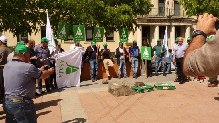 ASAJA Cuenca exige a las administraciones que dejen de poner parches y arreglen el problema de los conejos que está acabando con los cultivos