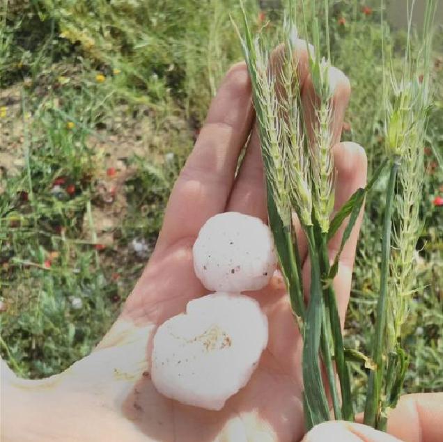 ASAJA informa de que el granizo ha causado pérdidas en el cereal de Los Vélez