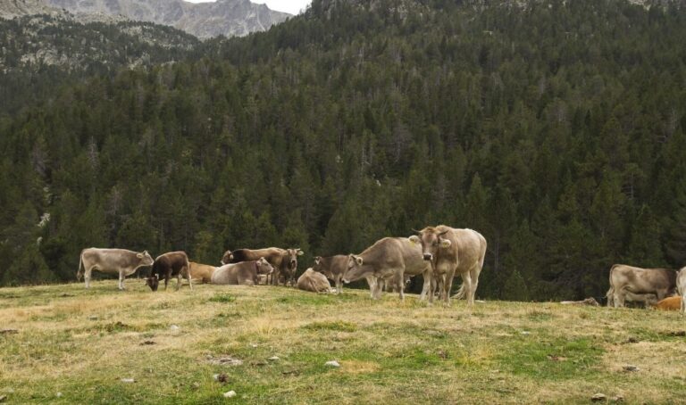 CyL. Ayudas para la reposición de reses como consecuencia del sacrificio en aplicación de programas sanitarios oficiales de enfermedades de los rumiantes.