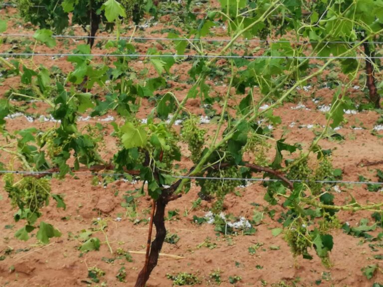 Valencia: Una tormenta de pedrisco causa graves daños en 18.300 hectáreas de viña, almendro y olivar con unas pérdidas estimadas en 19,1 millones de euros