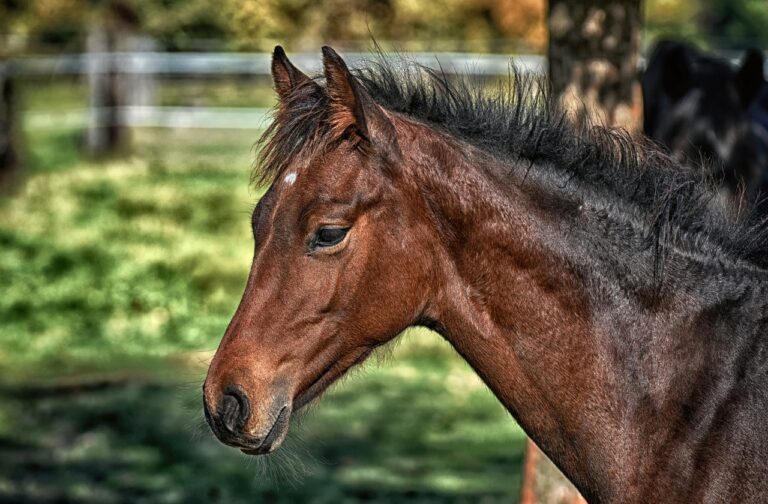 Detección del primer caso de fiebre del Nilo occidental en España en una explotación de equino en la temporada actual