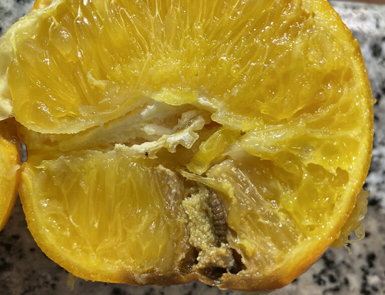 AVA-ASAJA exige a la UE endurecer el tratamiento en frío a Sudáfrica tras las primeras detecciones de falsa polilla en naranjas y pomelos