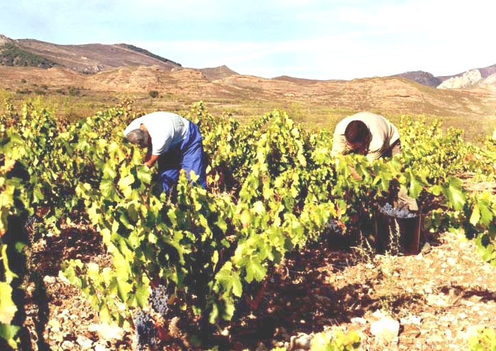 ASAJA CLM exige mayores controles para el cumplimiento de la Ley de la Cadena Alimentaria en vendimia
