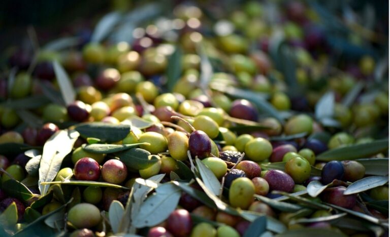 APAG Extremadura Asaja ha presentado denuncia ante la Agencia de Control Alimentario por la compra de aceituna por debajo de los costes de producción