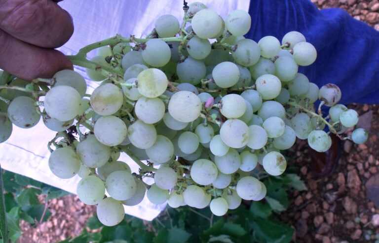 Asaja Socuéllamos consigue mejorar el precio de la uva airén como perseguía en sus manifestaciones