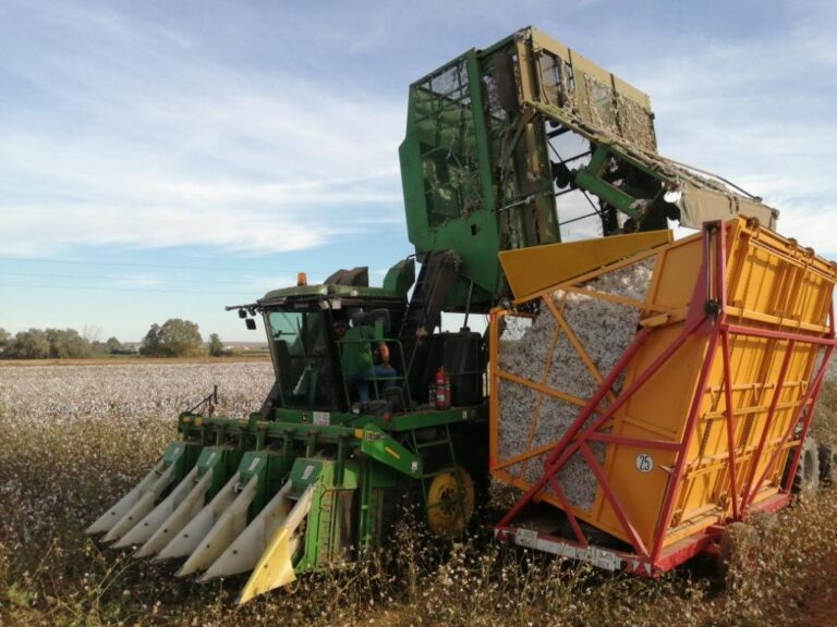 Termina la campaña de algodón con precio y datos de rendimiento menores