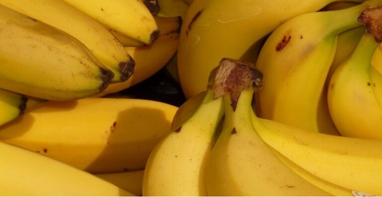 Ayuda productores de platano con IGP. Canarias