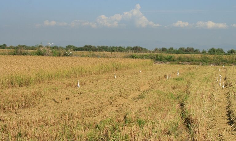 Asaja Valencia AVA alerta del problema medioambiental que puede causar el retraso burocrático de los permisos para quemar la paja del arroz