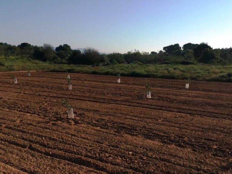 AVA-ASAJA denuncia nuevos robos de plantones de algarrobos en el Camp de Turia