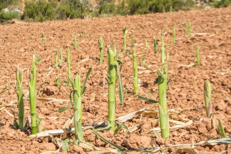Asaja Valencia AVA pide reflexión para compatibilizar la protección de la fauna salvaje y de la agricultura