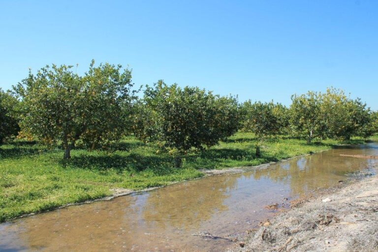 Las lluvias rompen la racha de más de 50 días de sequía y suponen un riego vital ante el retraso de las obras del trasvase