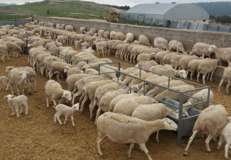 ASAJA CLM urge a la Consejería de Agricultura para que convoque una nueva reunión de la mesa de la viruela ovina-caprina