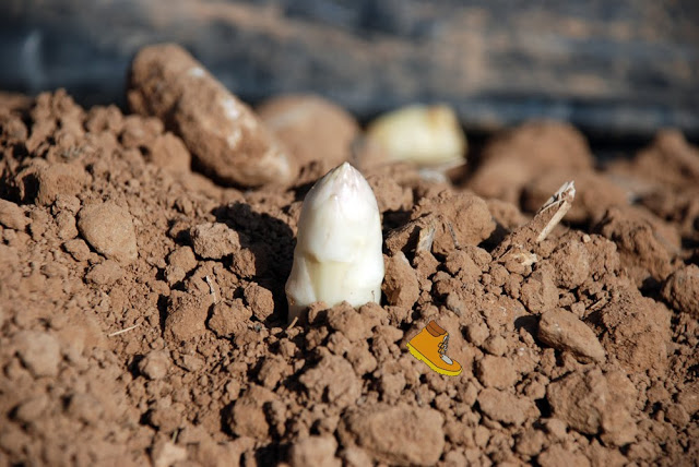 EL GOBIENRO DE NAVARRA MODIFICARÁ LAS SUBVENCIONES AL SEGURO AGRARIO