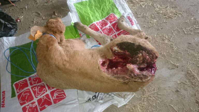 Los lobos matan dos terneros en sendos ataques en Bonilla de la Sierra y Zapardiel de la Cañada