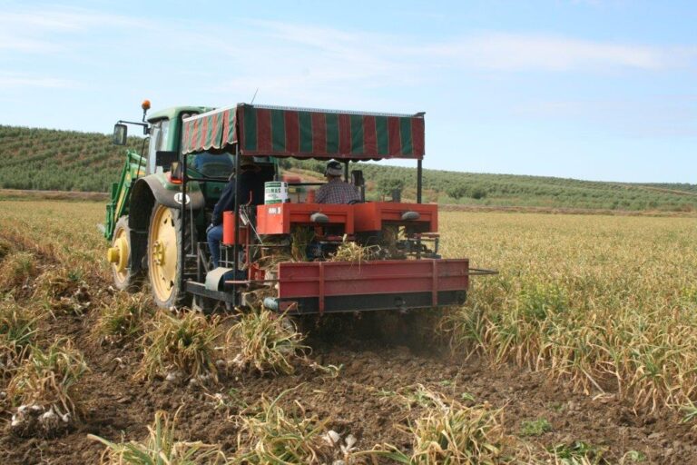 Comienza la recogida del ajo con una previsión de reducción de la cosecha del 20 por ciento