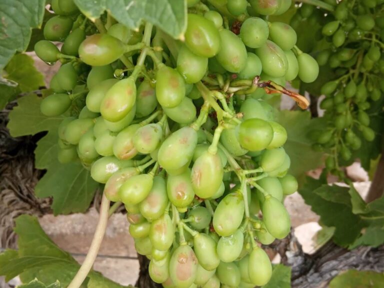 La granizada caída ayer en el Medio Vinalopó afecta al cultivo de la uva de mesa en Monforte, Novelda y Aspe, con pérdidas muy desiguales que llegan hasta el 40% en puntos concretos