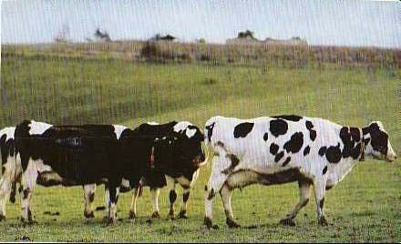 Los ganaderos de leche se enfrentan a un nuevo coste: alquilar cuota de producción