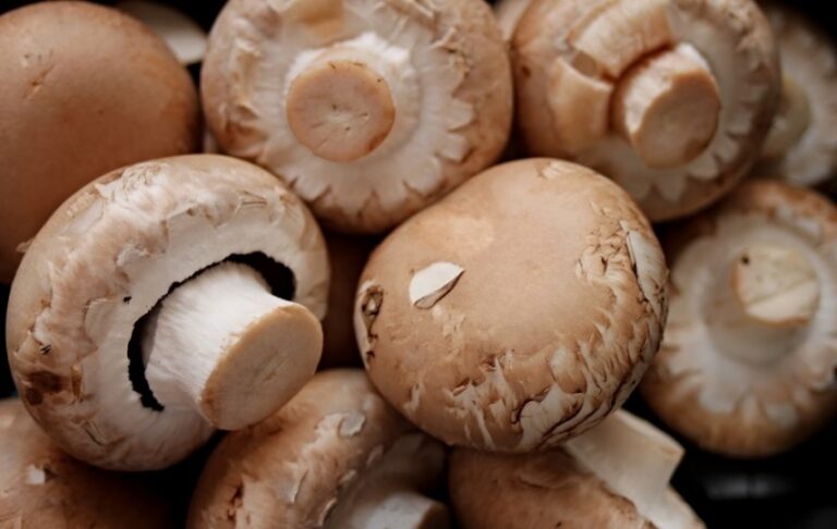 Asaja Rioja apoya la concentración del sector riojano del champiñón