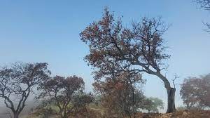 Asaja Cádiz insta a la Consejería de Agricultura a resolver cuanto antes los recursos presentados a las ayudas forestales