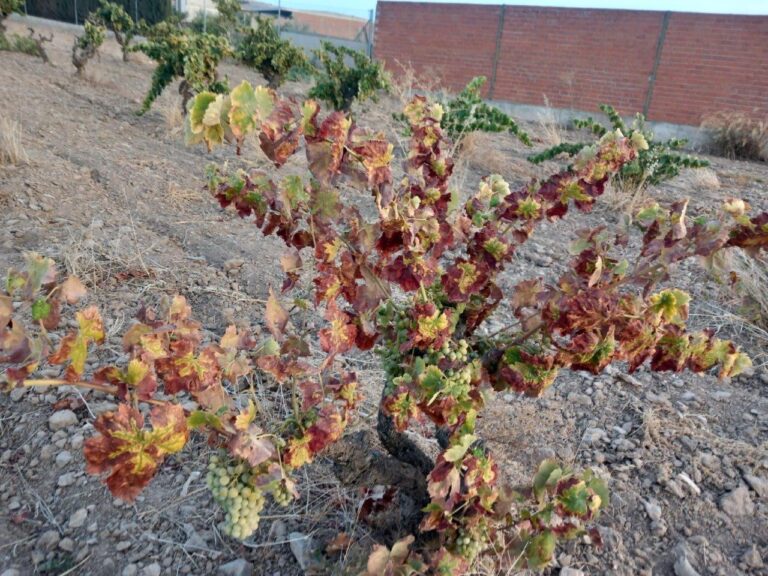 Apag Extremadura Asaja exige ayudas para cultivos   permanentes, como el olivar y la vid, afectados gravemente   por la sequía y las heladas