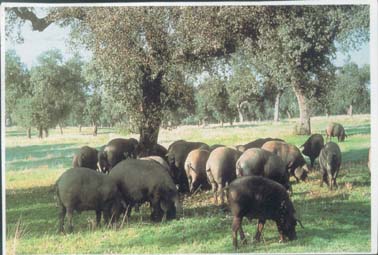Ultimas noticias disponibles sobre el borrador de Norma de Calidad del Ibérico