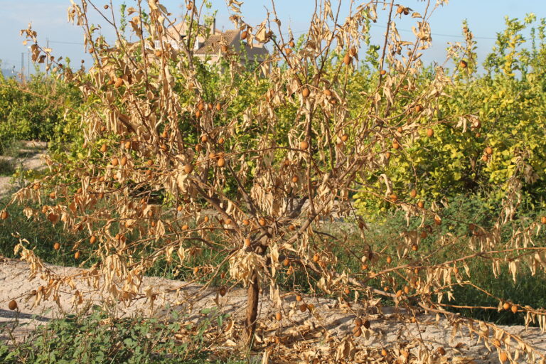 El zarpazo de la DANA continúa cuando se cumple un año y se ceba con los limoneros jóvenes, que se secan en cascada por asfixia