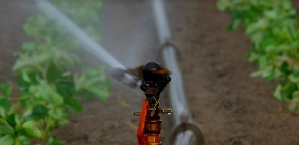 Asaja CLM advierte de la indefensión del agricultor ante la denegación de agua para riego