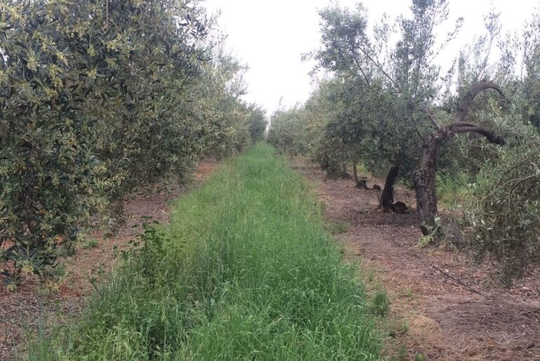 Asaja afirma que prohibir labrar las cubiertas vegetales es “otro disparate” de la nueva PAC