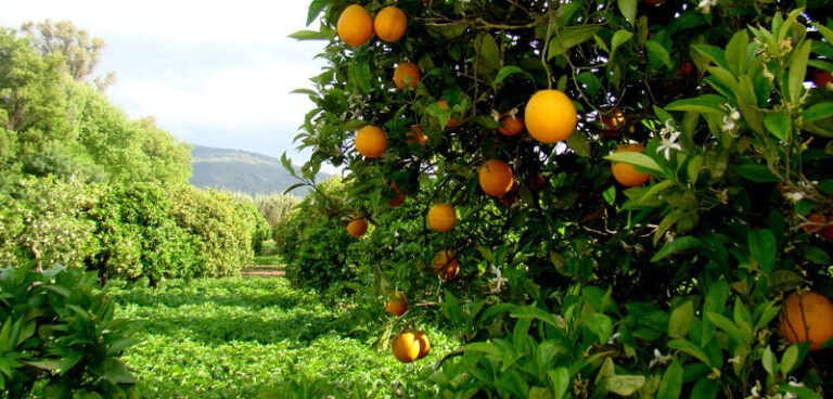 Asaja-Cádiz denuncia los ínfimos precios de las naranjas que no cubren ni los gastos de producción