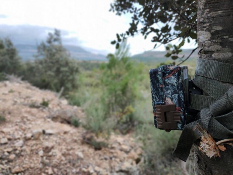 El Grupo Operativo PREVPA evalúa la eficacia del cebado para incrementar el éxito en la caza del jabalí