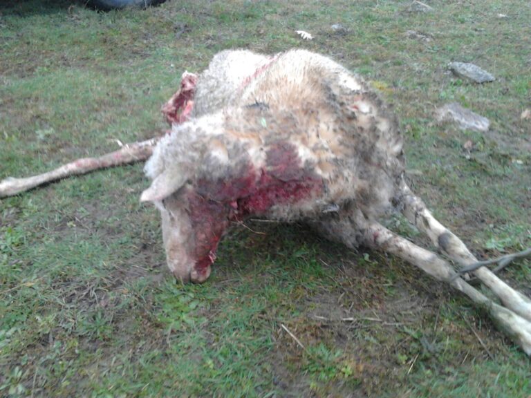 ASAJA de Ávila y ASAJA de Salamanca se reúnen de nuevo con la consejería de Fomento y Medio Ambiente para el seguimiento de los acuerdos sobre el lobo