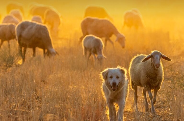Satisfacción en Asaja porque la cordura se ha impuesto en la Ley de Bienestar Animal