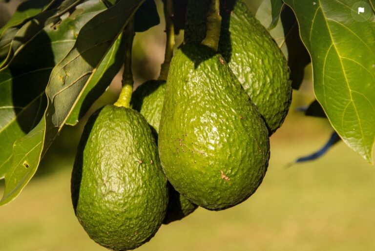 AVA-ASAJA y ASOPROA instan al sector a lograr una campaña del aguacate Lamb Hass sin prisas y con la óptima maduración