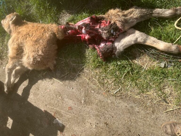 Asaja Salamanca avisa sobre la muerte de dos terneros y una vaca a causa de lobos y buitres