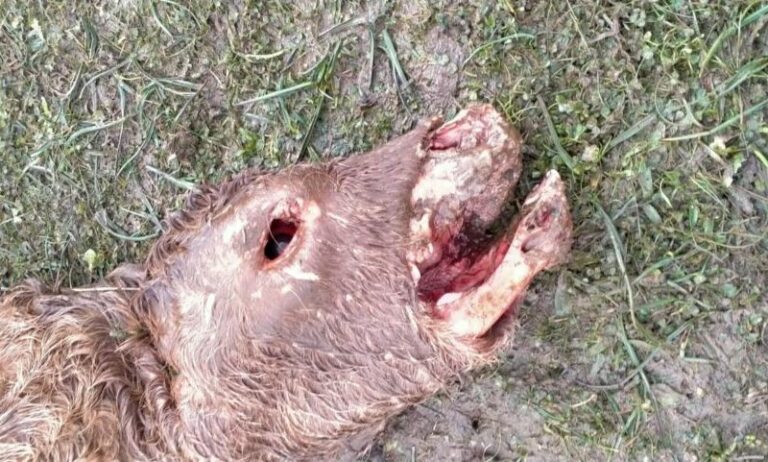 Asaja Salamanca denuncia la muerte de un ternero por el ataque de buitres en San Pedro de los Rozados
