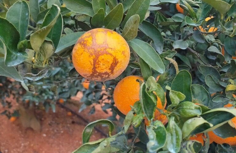 Asaja Valencia AVA pide máxima prevención contra una plaga de Sudáfrica que en Andalucía y Portugal ya afecta a cítricos, caquis y aguacates