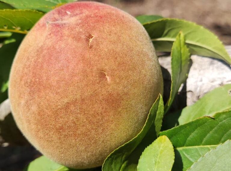 La cuarta tormenta de pedrisco en un mes en el campo valenciano daña frutas de hueso en La Ribera
