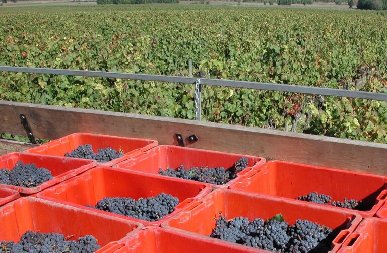 Asaja León considera que la vendimia en verde puede ser una opción para determinados viticultores