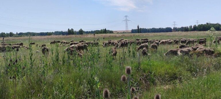 El sector del ovino y caprino apoya a la Trashumancia como reivindicación de nuestro patrimonio rural, medioambiental y social