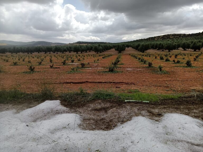Una tormenta de granizo arrasa alrededor de 200 hectáreas de cultivo en Manzaneque
