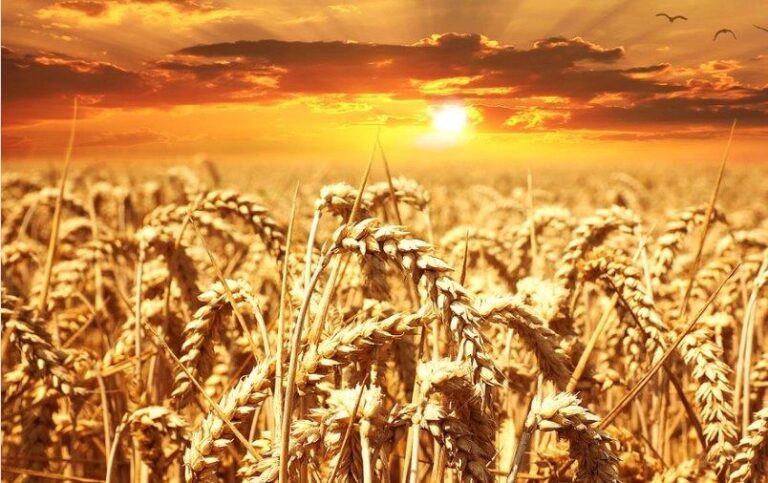 Asaja CyL. Los mercados internacionales marcan la tendencia alcista en el mercado de futuros del trigo