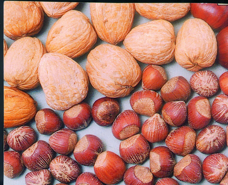 SE ACOGEN 74.181 HECTÁREAS A LAS AYUDAS DEL PROGRAMA DE FRUTOS SECOS
