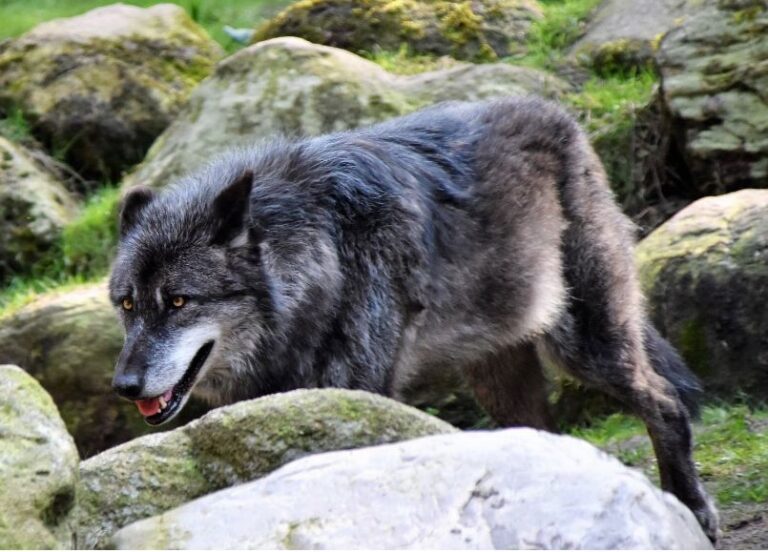 ASAJA, COAG y UPA presentan recurso contencioso-administrativo contra la orden del lobo ante la Audiencia Nacional