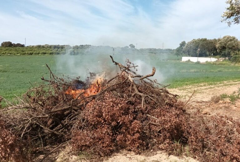 Córdoba. Aplaudimos que la Junta permita las quemas en zonas forestales