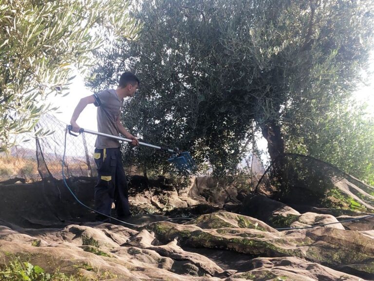 El olivar descenderá en un 50% su producción de aceite de oliva esta campaña en la provincia de Almería