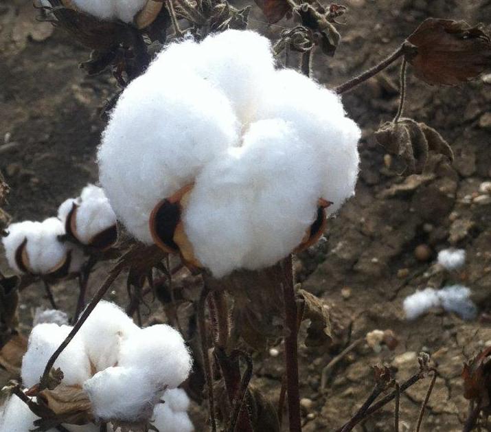 Termina la dilatada campaña de algodón con unos rendimientos altos de 4.000 kilos por hectárea de media y buena calidad