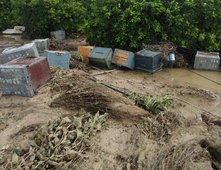 Apicultores que han perdido su actividad por la DANA, ni reciben ayudas del Ministerio, ni cobran del seguro privado que tienen contratado